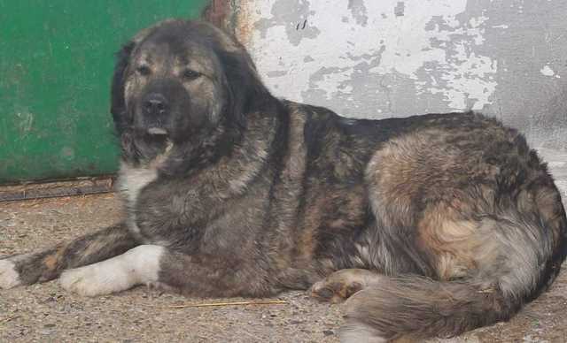 Buzău: Copil de patru ani, mort după ce a fost sfâşiat de un câine ciobănesc de la un saivan din vecinătatea casei în care locuia împreună cu mama sa/ Micuţul ar fi intrat în curtea în care se afla animalul, care ar fi fost legat