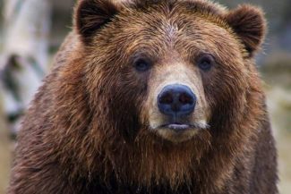 Urs văzut în municipiul Câmpina, în zona Şcolii de Agenţi de Poliţie/ Autorităţile au emis mesaj RO-Alert