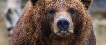 Urs văzut în municipiul Câmpina, în zona Şcolii de Agenţi de Poliţie/ Autorităţile au emis mesaj RO-Alert