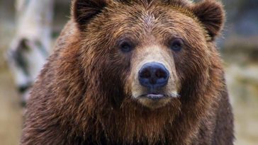 Urs văzut în municipiul Câmpina, în zona Şcolii de Agenţi de Poliţie/ Autorităţile au emis mesaj RO-Alert