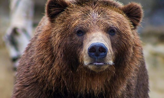 Urs văzut în municipiul Câmpina, în zona Şcolii de Agenţi de Poliţie/ Autorităţile au emis mesaj RO-Alert