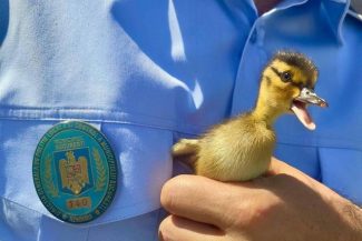 Opt boboci de raţă, salvaţi dintr-o intersecţie din Bucureşti / Riscau să fie călcaţi de maşini, dar au fost observaţi de agenţi de la Poliţia Rutieră – FOTO