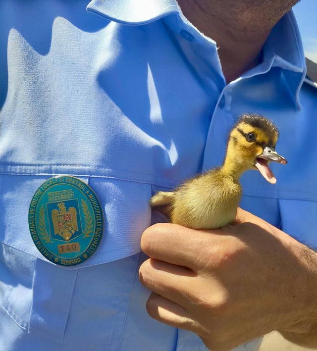Opt boboci de raţă, salvaţi dintr-o intersecţie din Bucureşti / Riscau să fie călcaţi de maşini, dar au fost observaţi de agenţi de la Poliţia Rutieră – FOTO