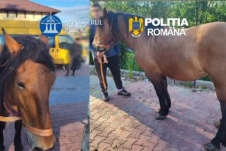 Trei bărbaţi din judeţul Dâmboviţa, reţinuţi după ce au furat doi cai, de pe un islaz din Argeş. Ei au băgat animalele într-o maşină specială de transport cai