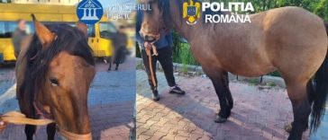 Trei bărbaţi din judeţul Dâmboviţa, reţinuţi după ce au furat doi cai, de pe un islaz din Argeş. Ei au băgat animalele într-o maşină specială de transport cai