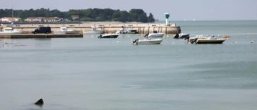O balenă cu aripioare femelă eşuează şi moare în Franţa, pe o plajă a Insulei Ré