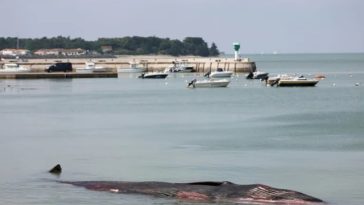 O balenă cu aripioare femelă eşuează şi moare în Franţa, pe o plajă a Insulei Ré
