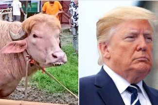 Un bivol considerat o adevărată „sosie” al lui Donald Trump a devenit vedetă în Bangladesh înainte de a fi sacrificat – VIDEO