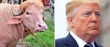 Un bivol considerat o adevărată „sosie” al lui Donald Trump a devenit vedetă în Bangladesh înainte de a fi sacrificat – VIDEO