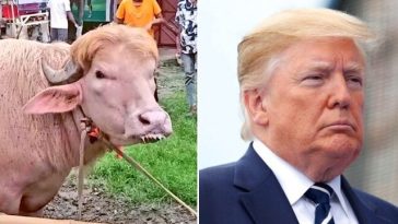 Un bivol considerat o adevărată „sosie” al lui Donald Trump a devenit vedetă în Bangladesh înainte de a fi sacrificat – VIDEO