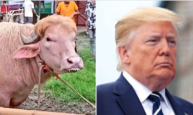 Un bivol considerat o adevărată „sosie” al lui Donald Trump a devenit vedetă în Bangladesh înainte de a fi sacrificat – VIDEO