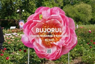Primul soi de bujor produs în România va purta numele Madrigal/ Recital extraordinar dedicat bujorului românesc, sâmbătă, în Piaţa Matache