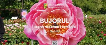 Primul soi de bujor produs în România va purta numele Madrigal/ Recital extraordinar dedicat bujorului românesc, sâmbătă, în Piaţa Matache