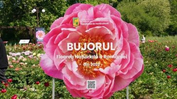 Primul soi de bujor produs în România va purta numele Madrigal/ Recital extraordinar dedicat bujorului românesc, sâmbătă, în Piaţa Matache