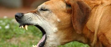 Slatina – Un băiat de 12 ani a fost muşcat de trei câini după ce a intrat fără drept într-o curte