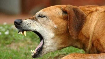 Slatina – Un băiat de 12 ani a fost muşcat de trei câini după ce a intrat fără drept într-o curte