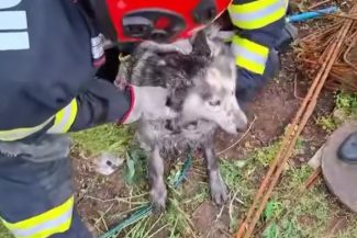 Mehedinţi: Câine căzut într-un canal neacoperit, salvat de pompieri – VIDEO