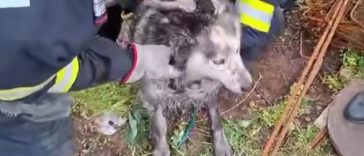 Mehedinţi: Câine căzut într-un canal neacoperit, salvat de pompieri – VIDEO