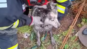 Mehedinţi: Câine căzut într-un canal neacoperit, salvat de pompieri – VIDEO