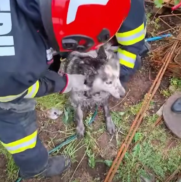 Mehedinţi: Câine căzut într-un canal neacoperit, salvat de pompieri – VIDEO