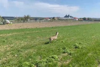 O căprioară s-a rătăcit într-un cartier din Botoşani / Ea a fost ajutată să revină în mediul natural de un echipaj de jandarmi şi de un pompier aflat în timpul liber – VIDEO