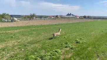 O căprioară s-a rătăcit într-un cartier din Botoşani / Ea a fost ajutată să revină în mediul natural de un echipaj de jandarmi şi de un pompier aflat în timpul liber – VIDEO