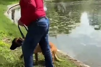 Dosar penal deschis de poliţiştii din Bucureşti, după ce un bărbat ar fi încercat să-şi înece câinele în Parcul Tineretului / Animalul nu ar fi fost lăsat să iasă din apă până când au intervenit martorii / Câinele, preluat de ASPA Bucureşti – VIDEO