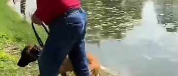 Dosar penal deschis de poliţiştii din Bucureşti, după ce un bărbat ar fi încercat să-şi înece câinele în Parcul Tineretului / Animalul nu ar fi fost lăsat să iasă din apă până când au intervenit martorii / Câinele, preluat de ASPA Bucureşti – VIDEO