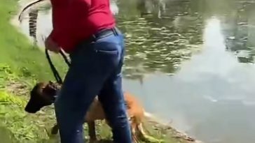 Dosar penal deschis de poliţiştii din Bucureşti, după ce un bărbat ar fi încercat să-şi înece câinele în Parcul Tineretului / Animalul nu ar fi fost lăsat să iasă din apă până când au intervenit martorii / Câinele, preluat de ASPA Bucureşti – VIDEO