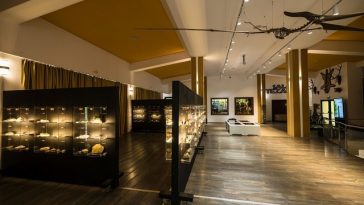 Muzeul Pădurii, cu o colecţie de 1.300 de exponate, a fost deschis la Râşnov – FOTO