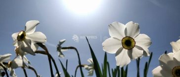 Hunedoara: Turiștii sunt așteptați la Festivalul Narciselor, la poalele Retezatului, în Sălașu de Sus