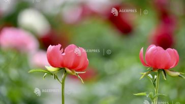 O colecție impresionantă de 127 de soiuri de bujori, expusă la Grădina Botanică a USAMV
