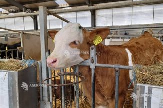 Bihor: Și fermierii din sectorul zootehnic pot beneficia de credite bancare cu adeverințe de la APIA