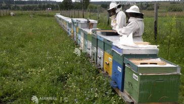 Vremea rece și lipsa florilor afectează producția de miere din 2026