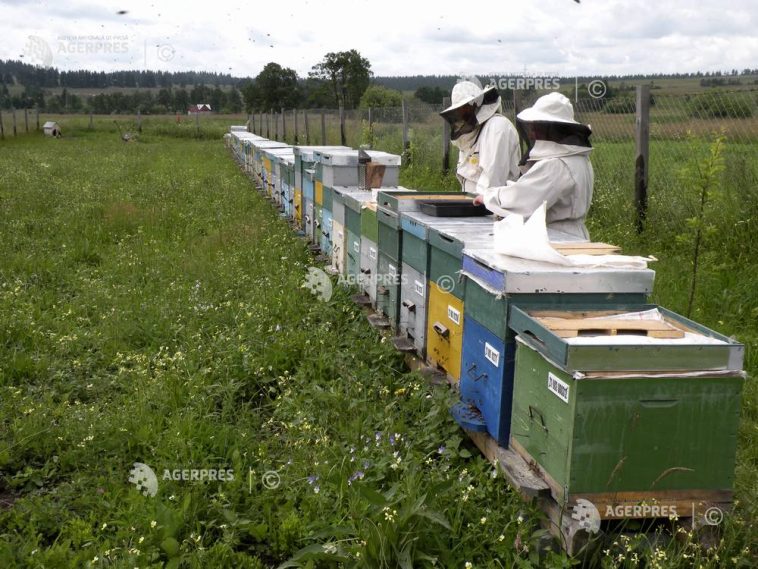 Vremea rece și lipsa florilor afectează producția de miere din 2026