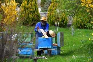 Președintele ACA: Trebuie să învățăm să apreciem albinele și să avem grijă de lumea în care trăim