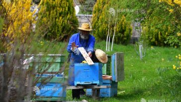 Președintele ACA: Trebuie să învățăm să apreciem albinele și să avem grijă de lumea în care trăim