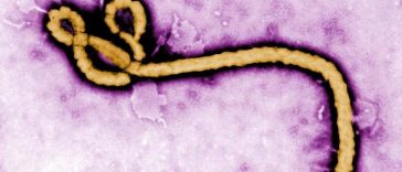Un caz de Ebola confirmat într-o zonă din Congo controlată de rebeli, departe de epicentrul epidemiei