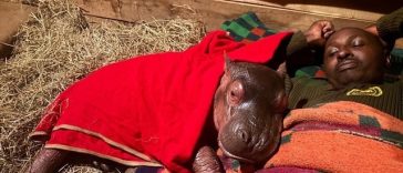 Un pui de hipopotam orfan va fi crescut de îngrijitorii de la un sanctuar din Kenya/ VIDEO