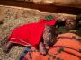 Un pui de hipopotam orfan va fi crescut de îngrijitorii de la un sanctuar din Kenya/ VIDEO