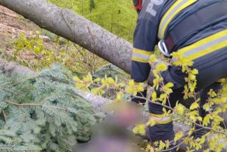 Neamţ: Un bărbat de 45 de ani a murit după ce un copac dintr-o pădure din comuna Alexandru cel Bun a căzut peste el – FOTO