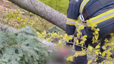 Neamţ: Un bărbat de 45 de ani a murit după ce un copac dintr-o pădure din comuna Alexandru cel Bun a căzut peste el – FOTO