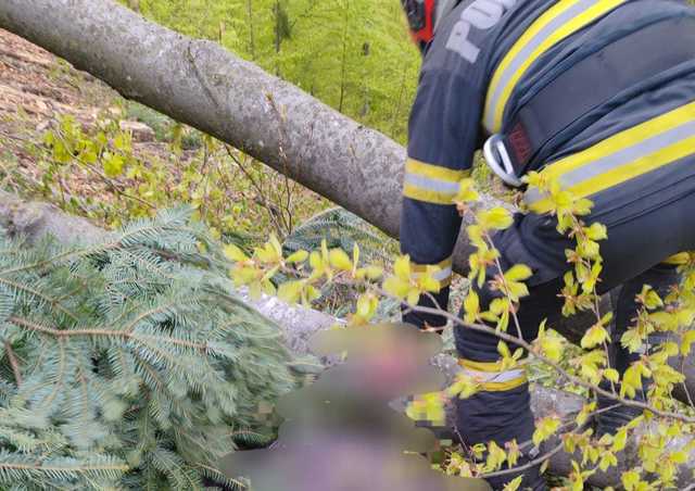Neamţ: Un bărbat de 45 de ani a murit după ce un copac dintr-o pădure din comuna Alexandru cel Bun a căzut peste el – FOTO