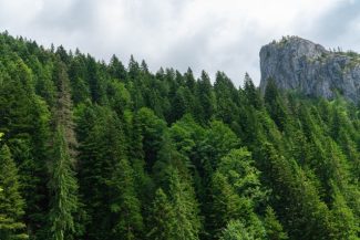 INS: Suprafaţa fondului forestier naţional, în creştere uşoară, în 2025, dar recul de 10% pe zona de regenerare a pădurilor