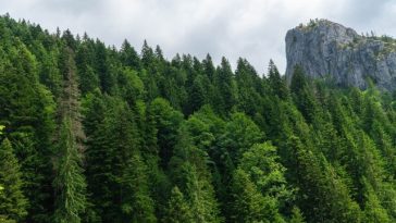 INS: Suprafaţa fondului forestier naţional, în creştere uşoară, în 2025, dar recul de 10% pe zona de regenerare a pădurilor