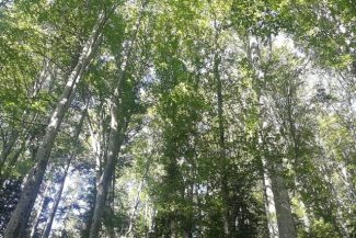 Administraţia Fondului pentru Mediu anunţă bugetele pentru 2026: Investiţii majore în infrastructura locală, energie verde şi economie circulară