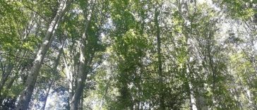 Administraţia Fondului pentru Mediu anunţă bugetele pentru 2026: Investiţii majore în infrastructura locală, energie verde şi economie circulară