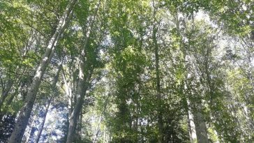 Administraţia Fondului pentru Mediu anunţă bugetele pentru 2026: Investiţii majore în infrastructura locală, energie verde şi economie circulară