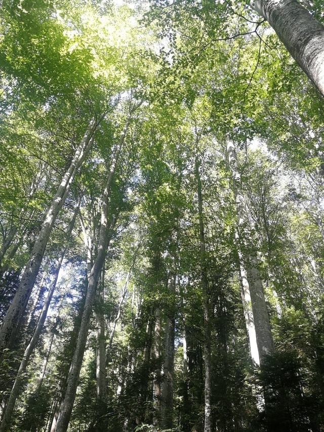 Administraţia Fondului pentru Mediu anunţă bugetele pentru 2026: Investiţii majore în infrastructura locală, energie verde şi economie circulară