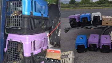 Aproape 50 de păsări exotice, transportate fără documente legale, oprite la intrarea în ţară de poliţiştii de frontieră de la Giurgiu
